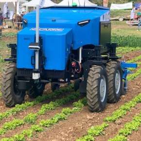 Robot na polu warzyw pieli chwasty